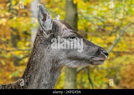 Europäischer Damhirsch (Dama dama) Nahaufnahme des Kopfes im Herbstwald Stockfoto