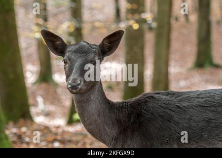 Europäische Damhirsche (Dama dama) Nahaufnahme von melanistischen / schwarzen Farben morphen im Herbstwald Stockfoto