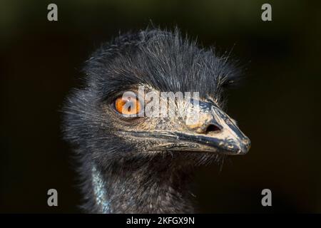 Emu (Dromaius novaehollandiae) Nahaufnahme des Kopfes, zweitgrößter lebender flugunser Vogel, der in Australien endemisch ist Stockfoto