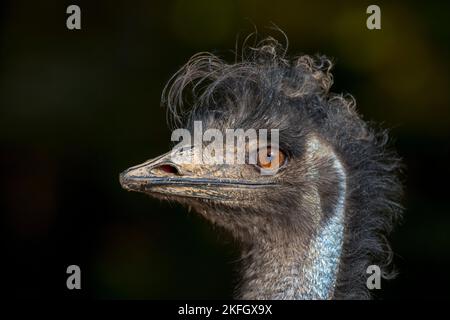 Emu (Dromaius novaehollandiae) Nahaufnahme des Kopfes, zweitgrößter lebender flugunser Vogel, der in Australien endemisch ist Stockfoto