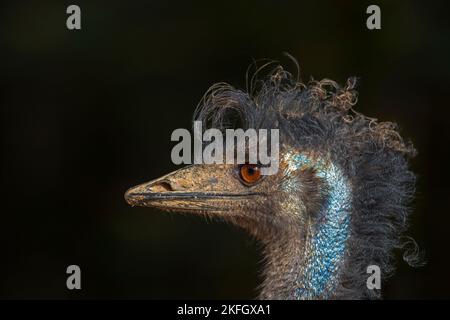 Emu (Dromaius novaehollandiae) Nahaufnahme des Kopfes, zweitgrößter lebender flugunser Vogel, der in Australien endemisch ist Stockfoto