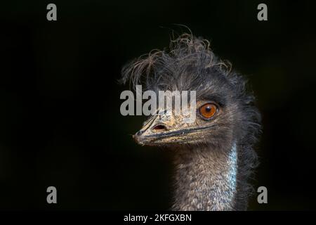 Emu (Dromaius novaehollandiae) Nahaufnahme des Kopfes, zweitgrößter lebender flugunser Vogel, der in Australien endemisch ist Stockfoto