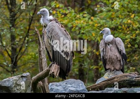 Zwei Gänsegeier / Eurasische Greifvögel (Gyps fulvus), Schnitzelvögel aus Südeuropa, Nordafrika und Asien Stockfoto