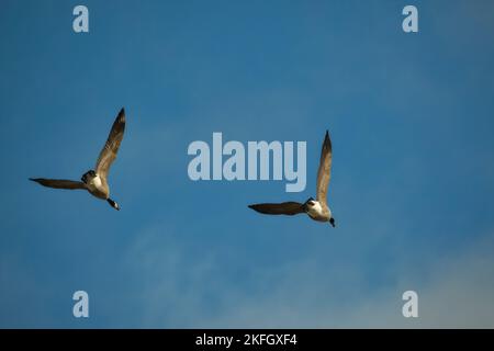 Ein Paar Kanadagänse (Branta canadensis) von unten gesehen, während sie über und nach unten fliegen, ihre Flügel ausgestreckt. Stockfoto