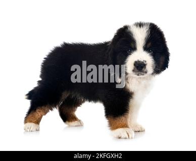 Miniatur American Shepherd vor weißem Hintergrund Stockfoto