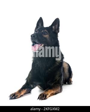 Graue Schäferhund vor weißem Hintergrund Stockfoto