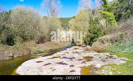 Naturpark Sant Llorens de Munt i l'Obac, Bages, Moyanés; Comarca del Valles Occidental, Barcelona, Katalonien, Spanien, Europa Stockfoto
