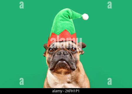 Französischer Bulldogge-Hund mit Weihnachtselfenkostüm-Hut vor grünem Hintergrund verkleidet Stockfoto