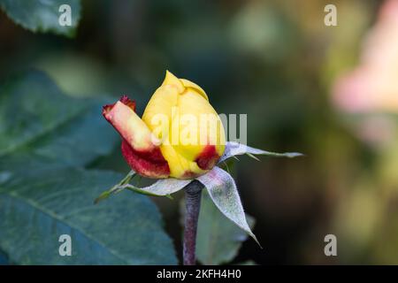 Rosebud, Hybrid Tea Rose, gelblich rote Rose Stockfoto