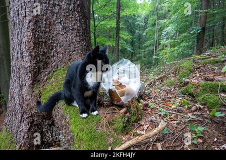 Porcini im Wald und Katze. Steinpilze im Wald mit Katze Stockfoto