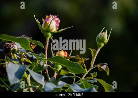 Rosebud, Hybrid Tea Rose, gelblich rote Rose Stockfoto