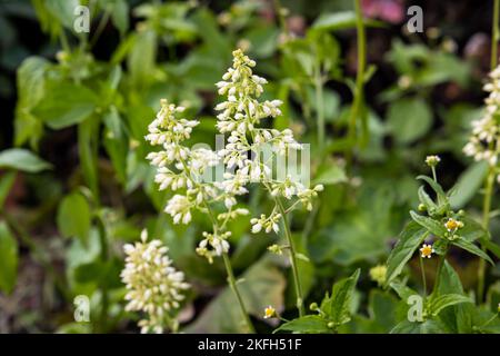 Heuchera villosa var. Macrorrhiza, Silberglocken, weißer Feuerregen Stockfoto