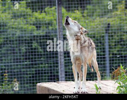 Heulender grauer Wolf. Der graue Wolf (Canis Lupus). Einzelner Wolf. Große Hunde aus Eurasien und Nordamerika. Stockfoto
