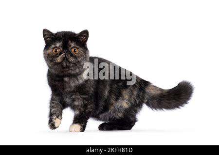 Niedliche Tortie exotische Kurzhaar Katze Kätzchen, stehend Seitenwege mit einer Pfote verspielt in der Luft. Blick auf die Kamera mit rundem Kopf und großen orangefarbenen Augen. I Stockfoto