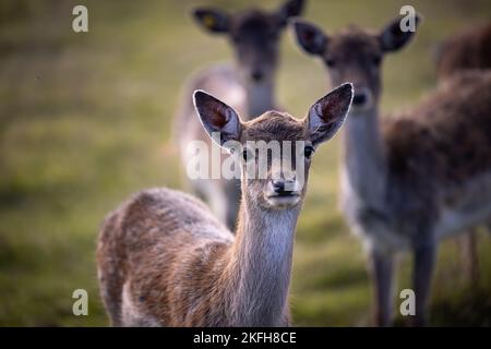 Nahaufnahme eines Damhirsches mit Herde auf dem Feld im warmen Licht des Sonnenaufgangs, Deutschland, Europa Stockfoto