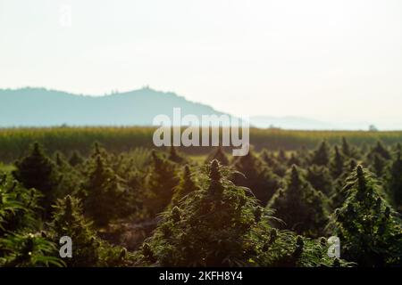 Luftaufnahme von großen Hanffeldern mit medizinischem Cannabis bei Sonnenuntergang Stockfoto