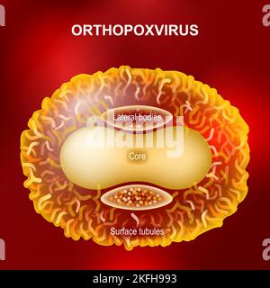 Orthopoxvirus oder Monkeypox-Virus, das Pocken, Kuhpocken, Pferdepocken, Kamelpocken und Monkeypox verursacht. Anatomie des Orthopoxvirus-Virus auf rotem Hintergrund Stock Vektor