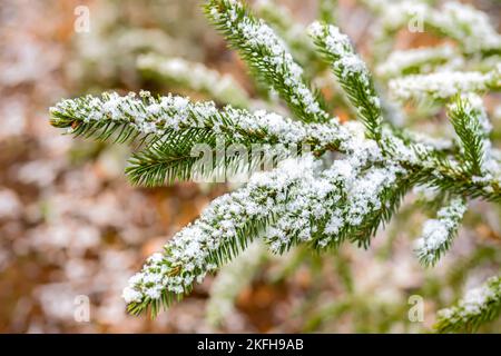 Nahaufnahme von immergrünen Blättern, die mit Schneeflocken bedeckt sind. Stockfoto