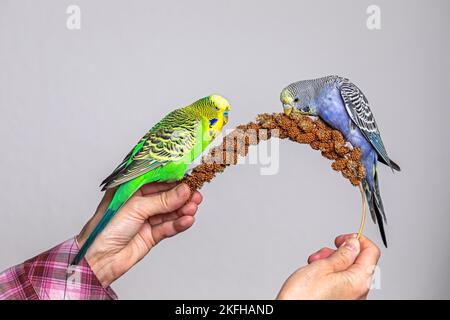 Wellensittich mit Hirse Stockfoto