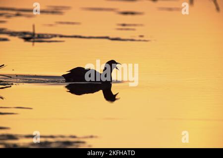 Schwarzer Ruß im Abendlicht Stockfoto