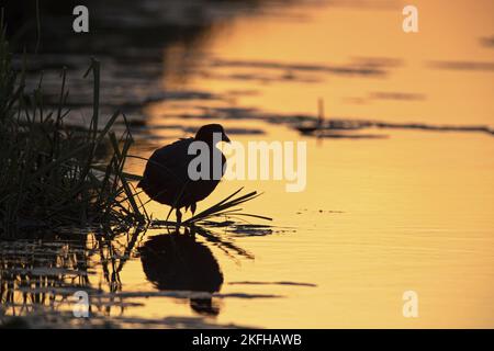 Schwarzer Ruß im Abendlicht Stockfoto