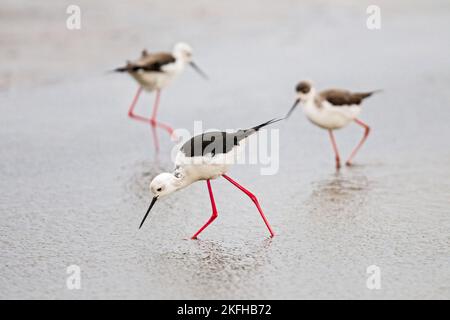 Stelzenläufer Stockfoto