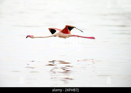 Rosaflamingo Stockfoto