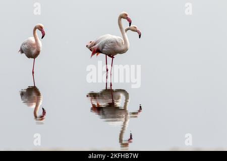 Rosaflamingos Stockfoto