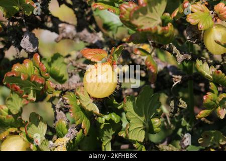 Stachelbeere, Ribes uva crispa unbekannter Sorte, reife grüne Frucht mit roten Flecken in Nahaufnahme mit einem verschwommenen Hintergrund von Blättern. Stockfoto