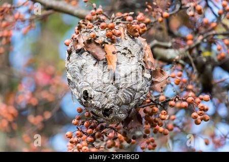 Verlassene Wespe, die an einem Ast hängt Stockfoto