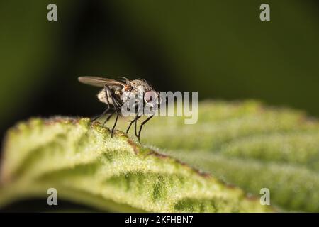 marmoriert grau Fleisch fliegen Stockfoto