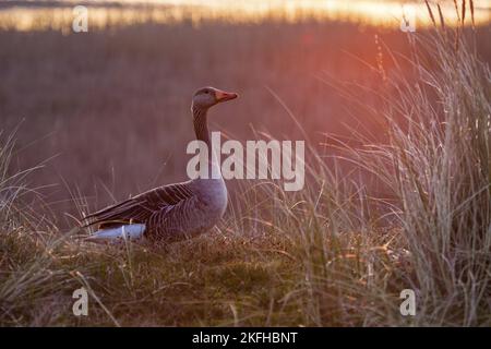 Graue Gans im Abendlicht Stockfoto