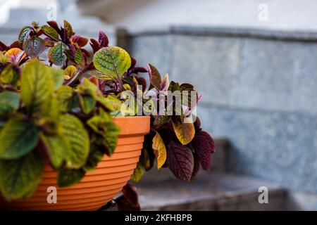 Die Stadt blüht in den großen Tontöpfen auf der Straße. Innenparkstraße mit Blumen in Tontopf. Stockfoto