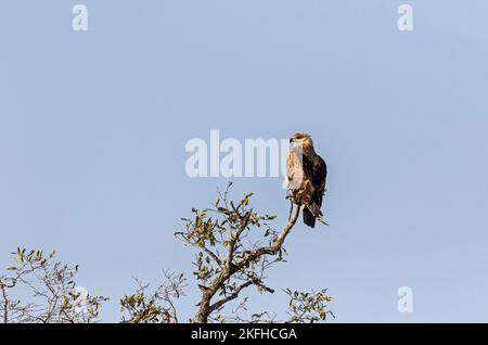 Wahlberg eagle's Stockfoto