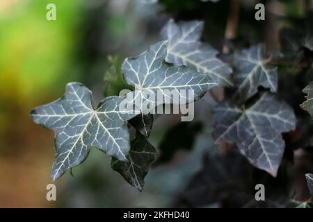 Grüner Efeu, der auf Baumrinde im Park wächst. Ivy Blätter aus der Nähe Stockfoto