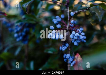 Geißelbeeren auf Büschen. Weiches Licht. Tiefe Schatten. Blaue Beeren. Gesunde Ernährung Stockfoto