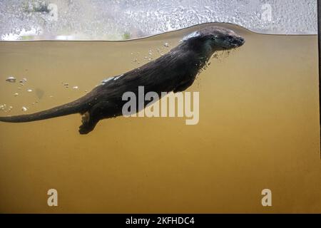 Schwimmende europäische Otter Stockfoto