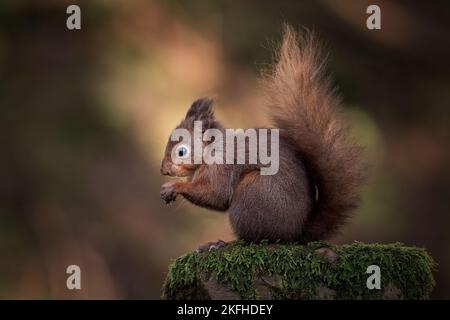 Wunderschönes, seltenes rotes Eichhörnchen, Sciurus vulgaris, auf moosem Stein in den Yorkshire Dales Stockfoto