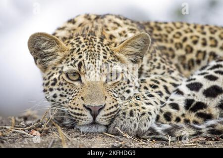 Liegender Leopard Stockfoto