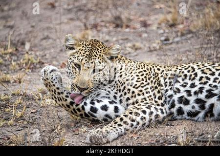 Liegender Leopard Stockfoto