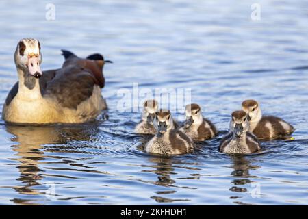 Ägyptische Schwanenbeine schwimmen Stockfoto