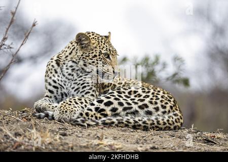 Liegender Leopard Stockfoto