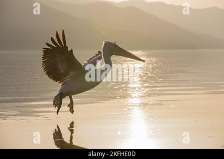 Fliegender dalmatinischer Pelikan Stockfoto