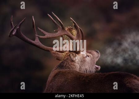 Roter Hirsch, Cervus Elaphus, mit Geweih und nebligem Atem an einem Herbstmorgen. Nahes Bild des Roten Hirsches während der Springsaison mit Gras auf Geweih Stockfoto