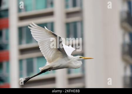 Nahaufnahme eines östlichen Großreiher im Flug Stockfoto