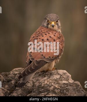 Atemberaubende Nahaufnahme eines männlichen Turmfalken, lateinischer Name Falco tinnunculus, der auf einem kleinen Felsen thront. Grüner unscharfer Hintergrund. Stockfoto