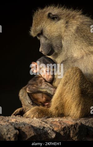 Olive Pavian (Papio anubis) und sein Jugendlicher Stockfoto