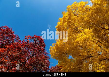 Leuchtend gelbe und rote Blätter an einem sonnigen Herbsttag vor einem blauen Himmel Stockfoto