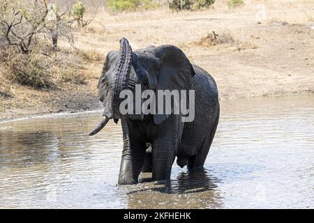 Afrikanischer Elefant im Wasser Stockfoto