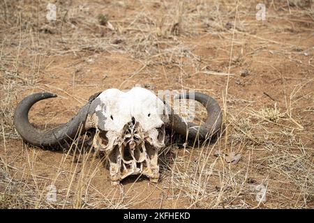 Afrikanischer Büffel Stockfoto